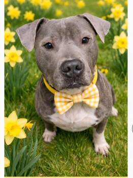 Louie -  American Bully Dog for Adoption in Attleboro, Massachusetts - Louie | PetCurious