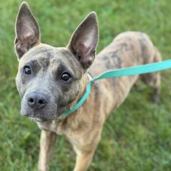 Rescue Pit Bull Terrier Dogs for Adoption in Battle Creek, Michigan - Paris | PetCurious