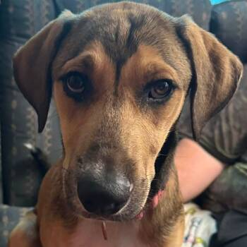 Wren-A-Roo -  German Shepherd Dog Dog for Adoption in Houston, Texas - Wren-A-Roo | PetCurious