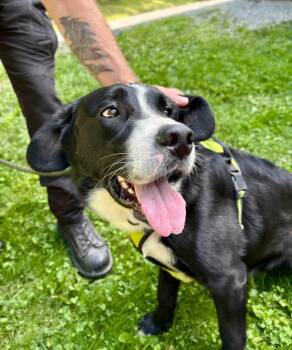 Chunk -  Australian Shepherd and Labrador Retriever Dog for Adoption in Parsons, West Virginia - Chunk | PetCurious
