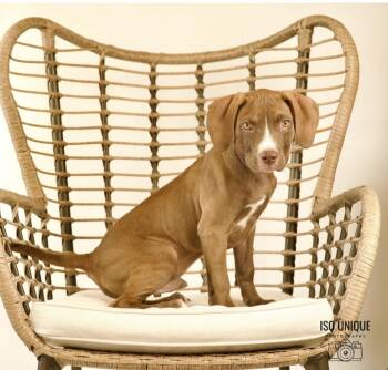 Rescue Terrier Dogs for Adoption in Hobart, Wisconsin - Horton | PetCurious