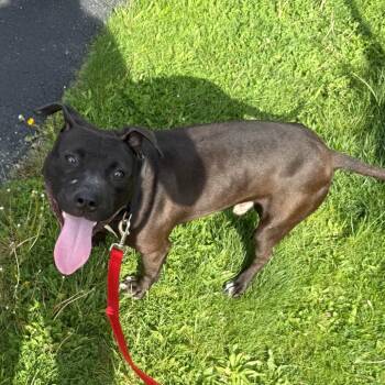 Mixed Breed Dogs Available for Adoption in Pittsburgh, Pennsylvania - Qilin | PetCurious