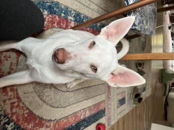 Rescue Mixed Breed Dogs for Adoption in Boise, Idaho - Buck | PetCurious