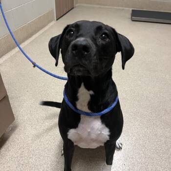 Beyla -  Labrador Retriever and Mixed Breed Dog for Adoption in Bristol, Indiana - Beyla | PetCurious