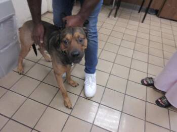 MILO -  Mixed Breed Dog for Adoption in West Palm Beach, Florida - MILO | PetCurious
