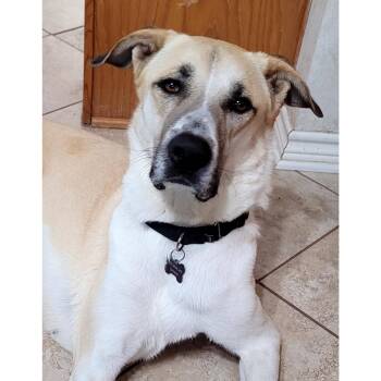 Zarina -  Anatolian Shepherd and Yellow Labrador Retriever Dog for Adoption in Point, Texas - Zarina | PetCurious