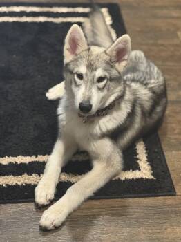 Husky Dogs Available for Adoption in Crosby, Texas - Zara | PetCurious