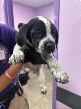 Mixed Breed Dogs Available for Adoption in El Paso, Texas - Pup 3 | PetCurious