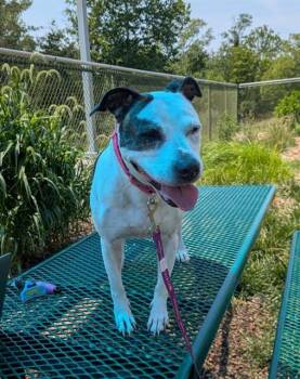 BUCKETS -  Pit Bull Terrier and Mixed Breed Dog for Adoption in Leesburg, Virginia - BUCKETS | PetCurious