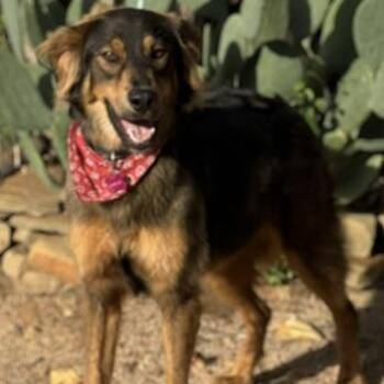 Macchiato -  Australian Shepherd Dog for Adoption in Williston, Vermont - Macchiato | PetCurious