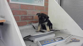 Labrador Retriever and Mixed Breed Dogs Available for Adoption in Houston, Texas - STYLES | PetCurious