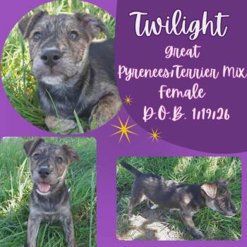 Great Pyrenees and Terrier Dogs Available for Adoption in Caldwell, Texas - Twilight | PetCurious