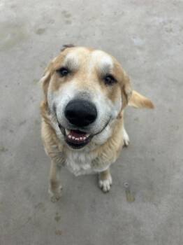 Anatolian Shepherd and Great Pyrenees Dogs Available for Adoption - Buck | PetCurious