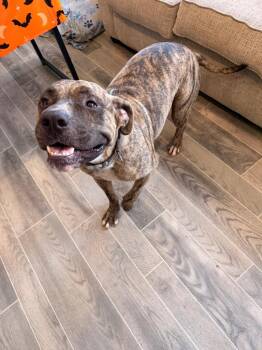 Arlo -  American Bulldog Dog for Adoption in Nashville, Georgia - Arlo | PetCurious