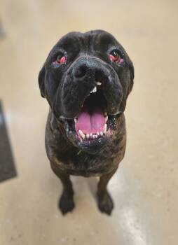 Rescue Mastiff Dogs for Adoption in Berkeley Springs, West Virginia - Mack - Special Adopter Or Rescue Needed! | PetCurious