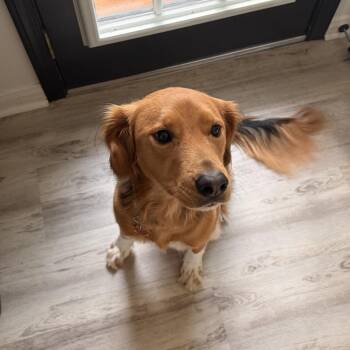 Spicy (Benefactor Dog) -  Golden Retriever and Mixed Breed Dog for Adoption in New Orleans, Louisiana - Spicy (Benefactor Dog) | PetCurious