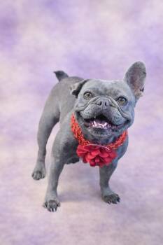 French Bulldog Dogs Available for Adoption - Dory | PetCurious