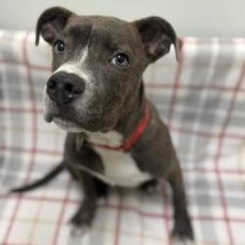 Pit Bull Terrier Dogs Available for Adoption - Ren | PetCurious