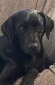 Mary -  Labrador Retriever Dog for Adoption in Warrington, Pennsylvania - Mary | PetCurious