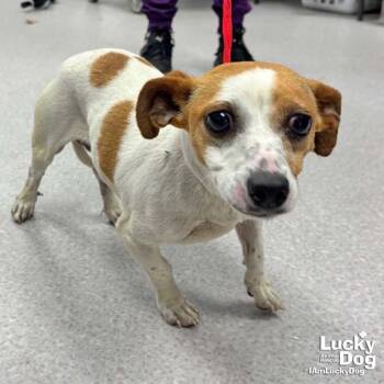 Cola -  Chihuahua and Dachshund Dog for Adoption in Washington, District Of Columbia - Cola | PetCurious