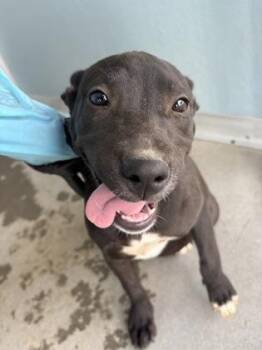 Mystique -  Pit Bull Terrier and Mixed Breed Dog for Adoption in Fresno, California - Mystique | PetCurious