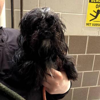 Stinker Sue -  Mixed Breed Dog for Adoption in Northbrook, Illinois - Stinker Sue | PetCurious