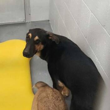 Paul*/rocky -  Shepherd and Husky Dog for Adoption in Kingman, Arizona - Paul*/rocky | PetCurious