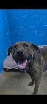 Terrier Dogs Available for Adoption in New Cumberland, West Virginia - Opie | PetCurious