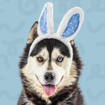 Husky Dogs Available for Adoption in Reno, Nevada - Jacob | PetCurious