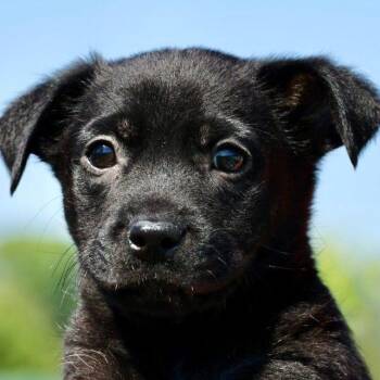 Parson Russell Terrier Dogs Available for Adoption in Frederick, Maryland - Salsa- Available! Www.LHAR.dog To Apply! | PetCurious