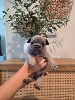 Penelope -  French Bulldog Dog for Adoption in Penryn, California - Penelope | PetCurious