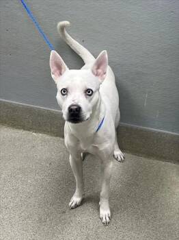 SPARTAN -  Pit Bull Terrier and Mixed Breed Dog for Adoption in Las Vegas, Nevada - SPARTAN | PetCurious