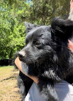 Pomeranian Dogs Available for Adoption in Thomasville, North Carolina - Sergio | PetCurious