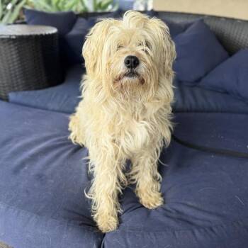 Schnauzer Dogs Available for Adoption in Ramona, California - Chompi | PetCurious