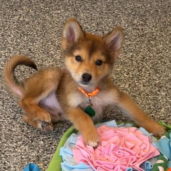 Xbox -  Mixed Breed Dog for Adoption in Buffalo, Minnesota - Xbox | PetCurious