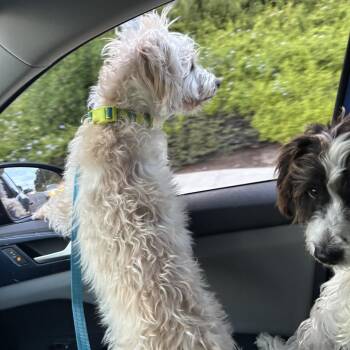 Maltese Dogs Available for Adoption - Bogey | PetCurious