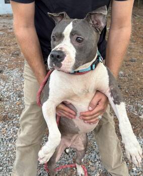 Bella Gorgeous Blue and White Girl 44 Pds. In Training -  American Bulldog Dog for Adoption in Charlottesville, Virginia - Bella Gorgeous Blue And White Girl 44 Pds. In Training | PetCurious