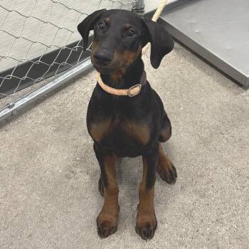 Mixed Breed Dogs Available for Adoption in Las Cruces, New Mexico - Astrid | PetCurious