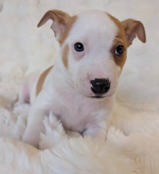 Australian Cattle Dog Blue Heeler Dogs Available for Adoption in Brooklyn Center, Minnesota - Declan * | PetCurious