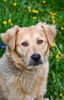 Golden Retriever and Spaniel Dogs Available for Adoption in Yakima, Washington - Seth | PetCurious