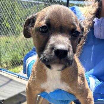Dillon -  Mixed Breed Dog for Adoption in Uniontown, Pennsylvania - Dillon | PetCurious