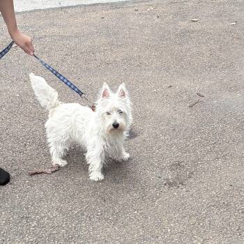 Dollie -  West Highland White Terrier Westie Dog for Adoption in Lincoln University, Pennsylvania - Dollie | PetCurious