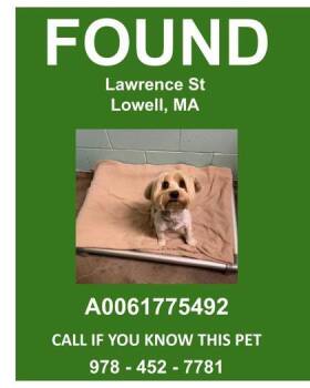 Bobert -  Yorkshire Terrier and Mixed Breed Dog for Adoption in Lowell, Massachusetts - Bobert | PetCurious