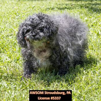 Zoe -  Maltese Dog for Adoption in Stroudsburg, Pennsylvania - Zoe | PetCurious