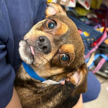 Miles -  Pug and Mixed Breed Dog for Adoption in Yuma, Arizona - Miles | PetCurious