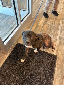Greta Yrly 226 -  Pit Bull Terrier Dog for Adoption in Sidney, Ohio - Greta Yrly 226 | PetCurious