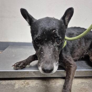 Emilia -  Shepherd Dog for Adoption in Yuma, Arizona - Emilia | PetCurious