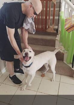 Rescue Labrador Retriever Dogs for Adoption in Plano, Texas - Larry | PetCurious