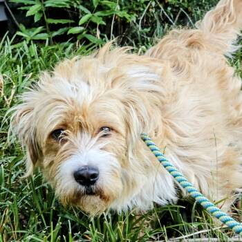 Terrier Dogs Available for Adoption in Wake Forest, North Carolina - Fischer | PetCurious