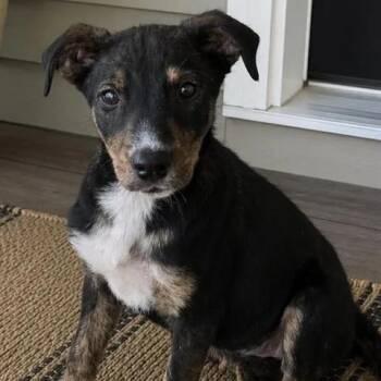 German Shepherd Dog Dogs Available for Adoption in Crosby, Texas - Bunny | PetCurious